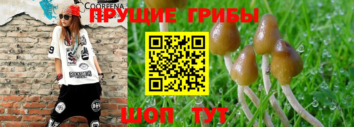 Псилоцибиновые грибы Psilocybine cubensis Шелехов